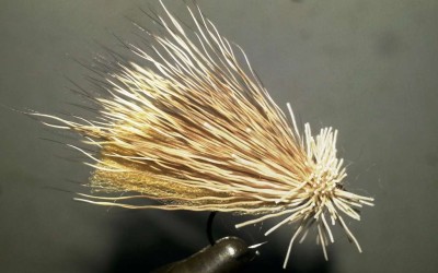Sedge Essenziale
