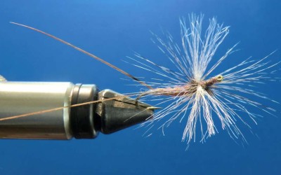 Ecdyo Spent Paraxiale