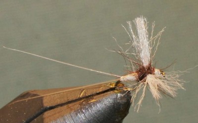 Caenis Spinner