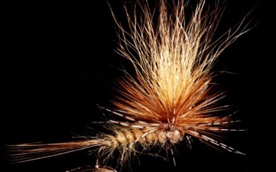 Alcune imitazioni di Angelo Rosorani