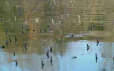 Periodi di Schiusa Effimere e Tricotteri.