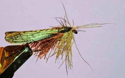 Mosca della pietra dry.