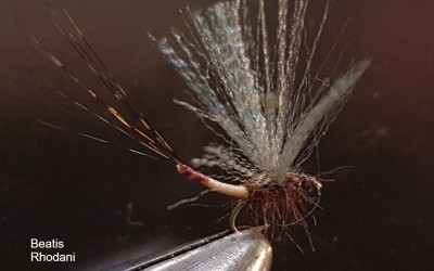 Angelo Extended body